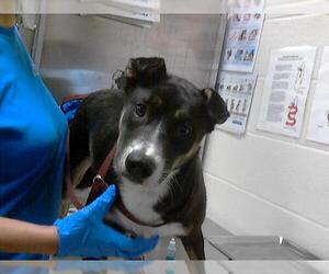 Rat Terrier-Unknown Mix Dogs for adoption in Fayetteville, NC, USA