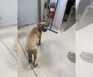 Mastiff Dogs for adoption in Tallahassee, FL, USA