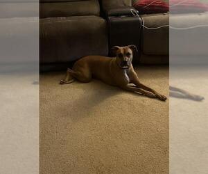 Boxer-Unknown Mix Dogs for adoption in San Antonio, TX, USA