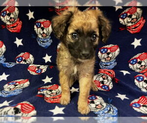 Poodle (Miniature)-Unknown Mix Dogs for adoption in HESPERIA, CA, USA