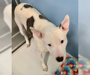 Bull Terrier Dogs for adoption in Pampa, TX, USA