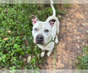 American Pit Bull Terrier Dogs for adoption in Charlotte, NC, USA