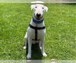Bull Terrier Dogs for adoption in San Clemente, CA, USA