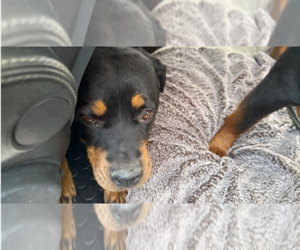 Rottweiler Dogs for adoption in Gilbert, AZ, USA