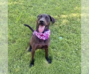 Labrador Retriever-Unknown Mix Dogs for adoption in Tulsa, OK, USA
