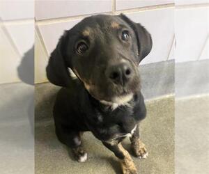 Mutt Dogs for adoption in San Antonio, TX, USA