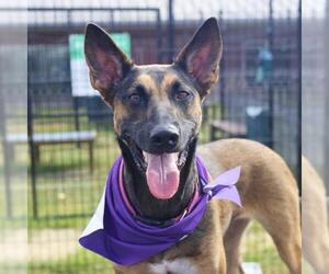 Mutt Dogs for adoption in San Antonio, TX, USA