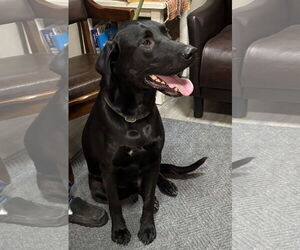 Mutt Dogs for adoption in Emmett, ID, USA