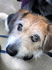 Schweenie Dogs for adoption in Fremont, CA, USA