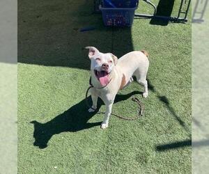 Labrador Retriever-Unknown Mix Dogs for adoption in Raleigh, NC, USA