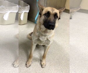 German Shepherd Dog Dogs for adoption in Riverside, CA, USA