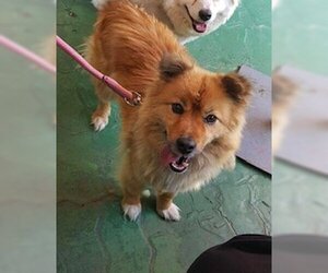 Pomeranian-Unknown Mix Dogs for adoption in Agoura Hills, CA, USA