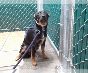 Rottweiler-Unknown Mix Dogs for adoption in Downey, CA, USA