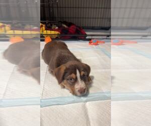 Labrador Retriever-Unknown Mix Dogs for adoption in Plainfield, IL, USA
