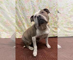 Bulldog Dogs for adoption in Hillsdale, IN, USA