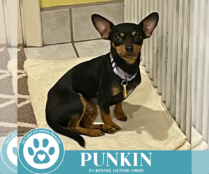 Chihuahua Dogs for adoption in Kimberton, PA, USA
