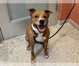 Mutt Dogs for adoption in Pueblo, CO, USA