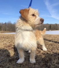 Small Welsh Terrier Mix