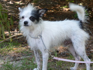Mutt Dogs for adoption in Conway, SC, USA