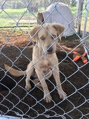 Australian Retriever Dogs for adoption in Thorndale, TX, USA