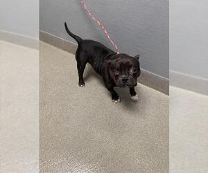 Miniature Bull Terrier-Unknown Mix Dogs for adoption in Las Vegas, NV, USA