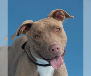 American Pit Bull Terrier-Unknown Mix Dogs for adoption in Pasadena, CA, USA