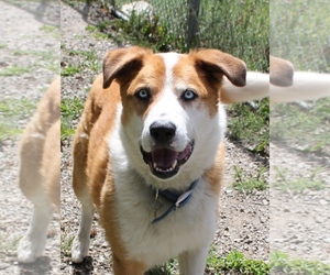 Alaskan Malamute-Bearded Collie Mix Dogs for adoption in Priest River, ID, USA