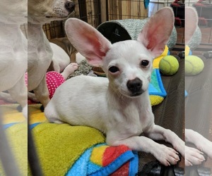 Chihuahua Dogs for adoption in Ramona, CA, USA