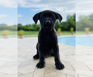 Labrador Retriever-Unknown Mix Dogs for adoption in Germantown, OH, USA
