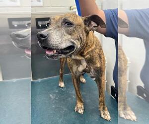 American Pit Bull Terrier-Unknown Mix Dogs for adoption in Mobile, AL, USA