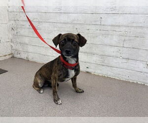 Chihuahua Dogs for adoption in San Bernardino, CA, USA