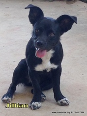 Boston Terrier-Unknown Mix Dogs for adoption in Rhome, TX, USA