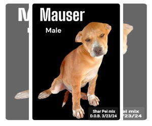 Chinese Shar-Pei-Unknown Mix Dogs for adoption in Golden Valley, AZ, USA