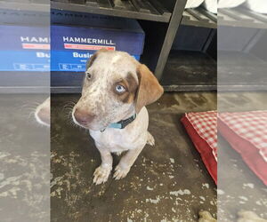 American Pit Bull Terrier-Unknown Mix Dogs for adoption in Evansville, IN, USA