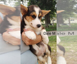 Mutt Dogs for adoption in Studio City, CA, USA