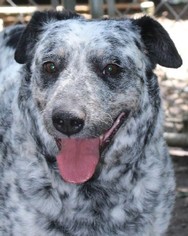 Mutt Dogs for adoption in Savannah, MO, USA