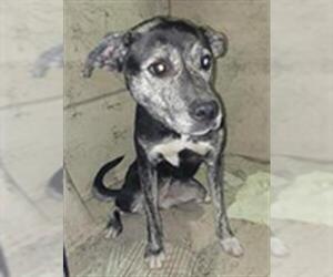 American Pit Bull Terrier-Unknown Mix Dogs for adoption in St. Cloud, FL, USA