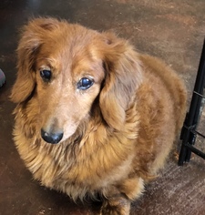Dachshund Dogs for adoption in Brownsboro, AL, USA