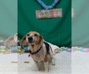 Beagle-Unknown Mix Dogs for adoption in Franklin, North Carolina, NC, USA