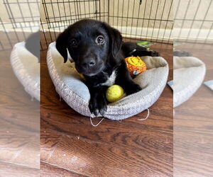 Labrador Retriever-Unknown Mix Dogs for adoption in Boston, MA, USA