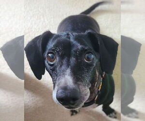 Dachshund-Unknown Mix Dogs for adoption in Holly Springs, NC, USA