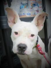 American Pit Bull Terrier Dogs for adoption in Asheville, NC, USA