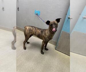 Mutt Dogs for adoption in Las Vegas, NV, USA