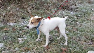 Jack Russell Terrier Dogs for adoption in Flora, IL, USA