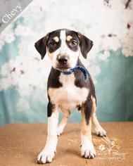 Basset Hound Dogs for adoption in Ottawa, KS, USA