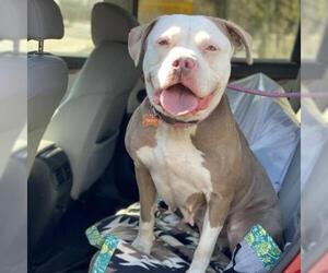American Pit Bull Terrier Dogs for adoption in Riverwoods, IL, USA