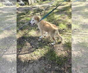 Great Pyrenees Dogs for adoption in Spring, TX, USA