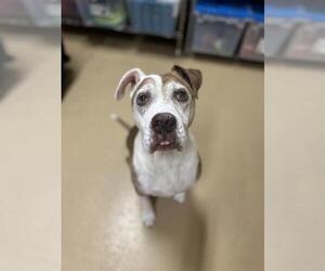 American Pit Bull Terrier-Unknown Mix Dogs for adoption in Chula Vista, CA, USA