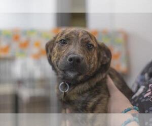 Plott Hound-Unknown Mix Dogs for adoption in Mountain Home, AR, USA
