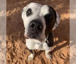 American Pit Bull Terrier Dogs for adoption in Kanab, UT, USA